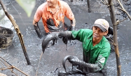 Bắt được hàng trăm con cá mắc cạn ở Long An